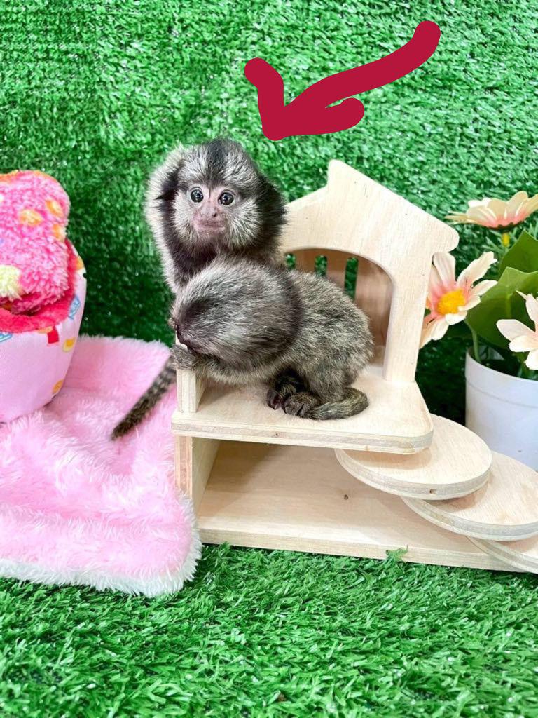 Exotic animal experiences for all ages